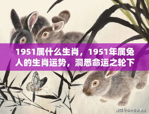 1951年属兔人的生肖运势揭秘,命运之轮下的机遇与挑战探索