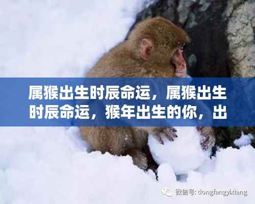 属猴出生时辰命运解析，出生时辰如何决定猴年出生人士的一生运势？