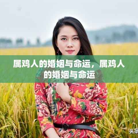 属鸡人的婚姻与命运深度解析