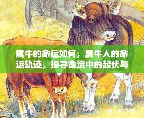 属牛人的命运探索,起伏与机遇的轨迹