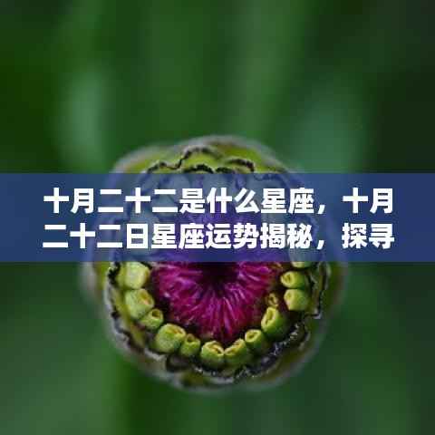 十月二十二日星座运势揭秘,探寻属于你的星辰轨迹,解锁属于你的星座运势秘密
