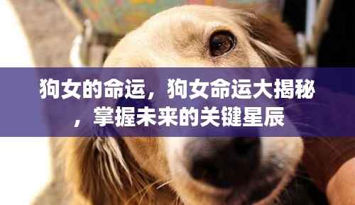 狗女的命运揭秘，探寻未来关键星辰的指引之路