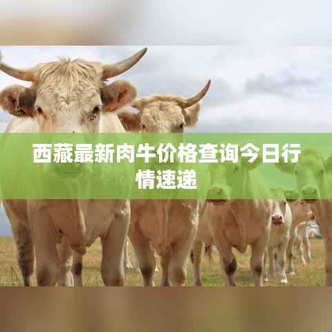 西藏最新肉牛价格查询今日行情速递