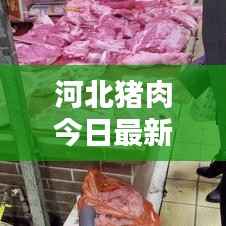 河北猪肉今日最新价格及分析综述