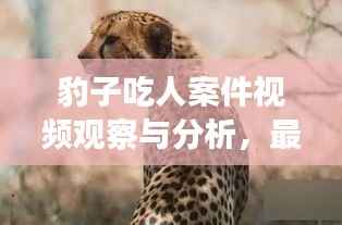豹子吃人案件视频观察与分析,最新深度解读
