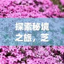 探索秘境之旅，芝旅游攻略大揭秘