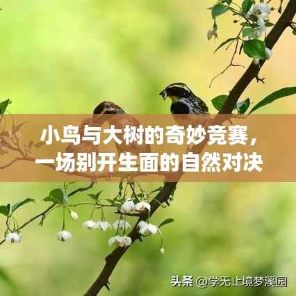 小鸟与大树的奇妙竞赛,一场别开生面的自然对决!
